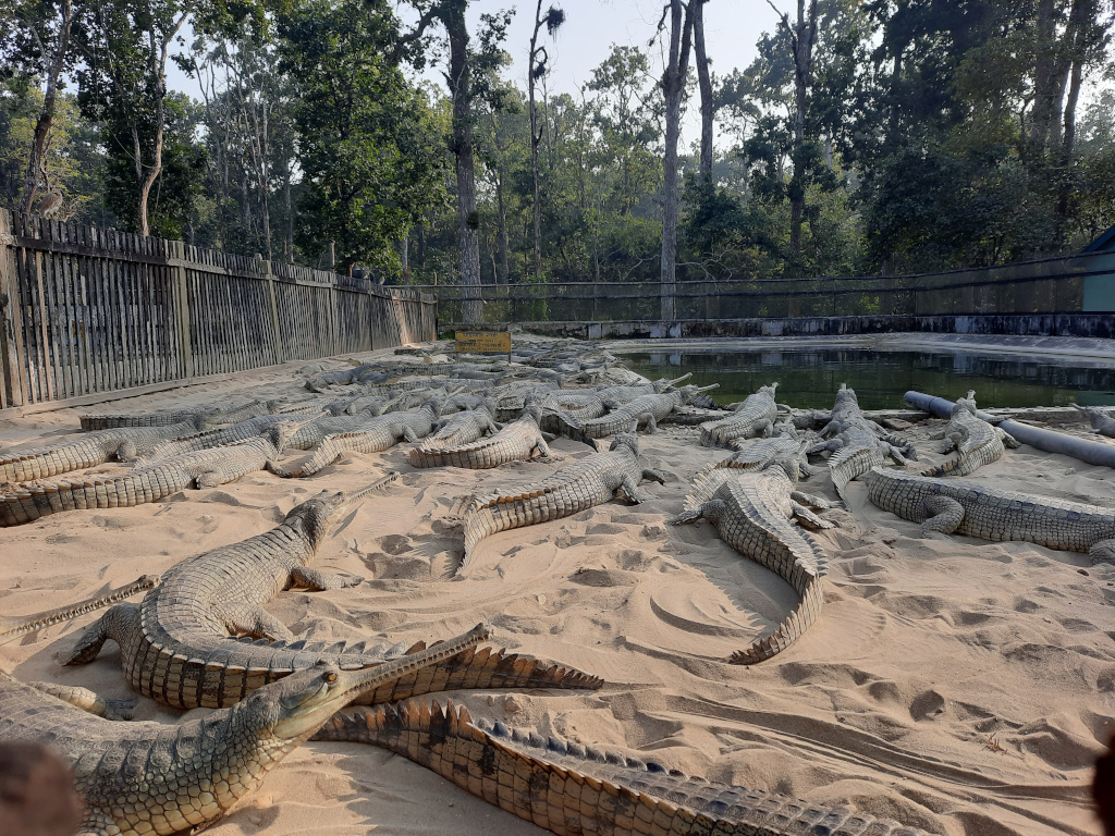 crocodile